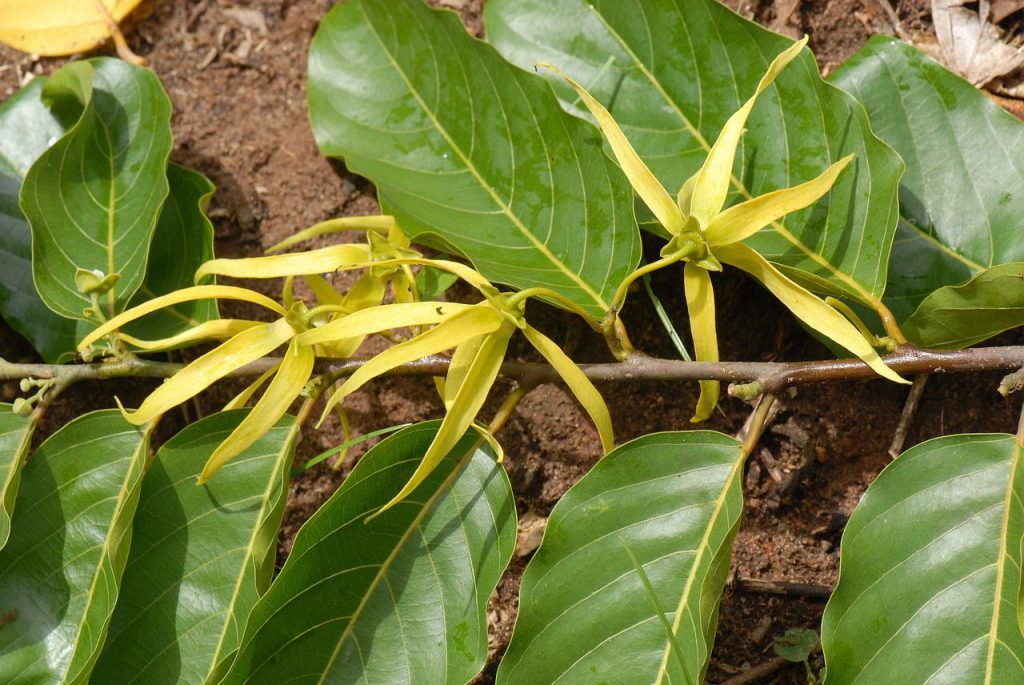 Ylang Ylang plant image from Pixabay