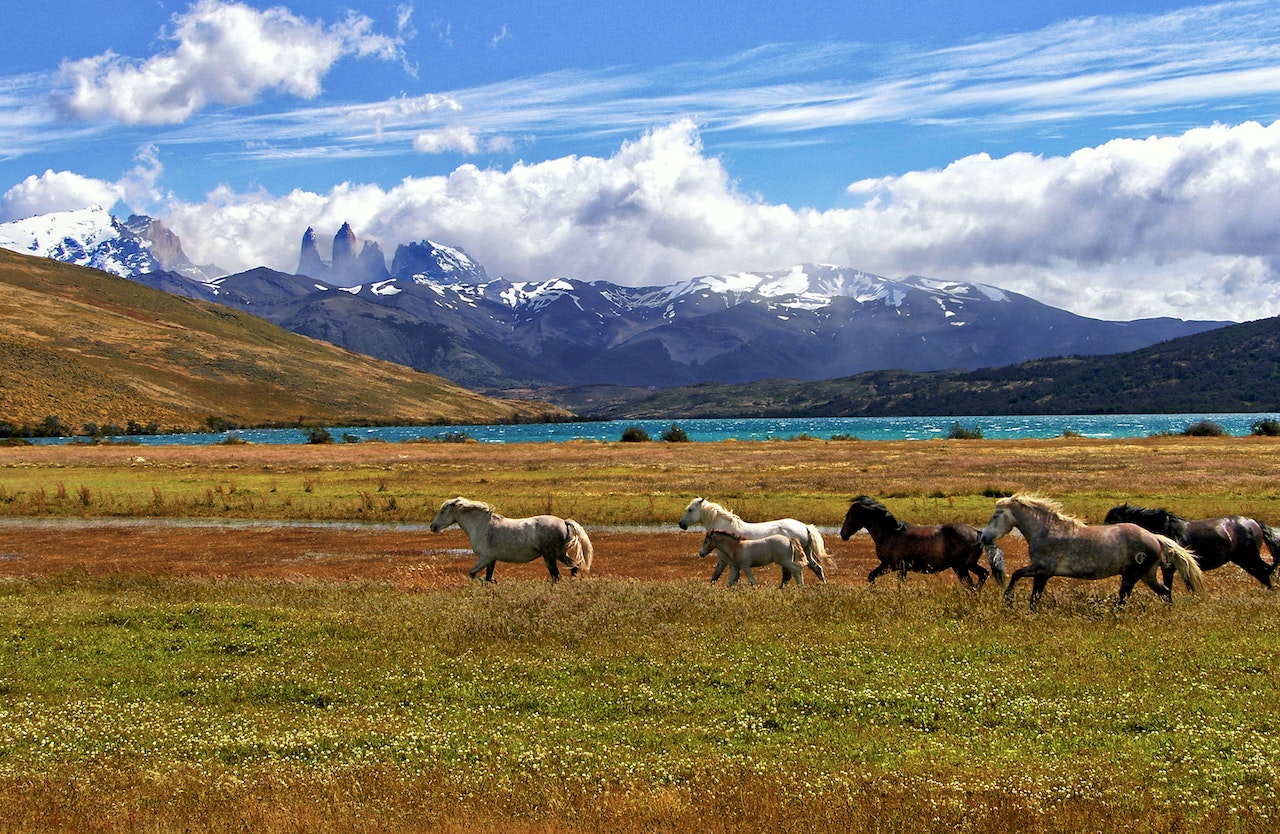 Image of Southern Chilean Pagagonia by André Ulysses De Salis via Pexels 